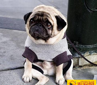 八哥犬能活多少年 不同的狗寿命不一样