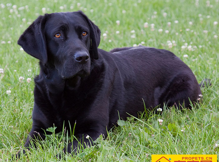 哪个品种的狗最可爱 狗狗的品种性格分析