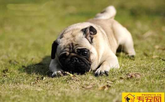 巴哥犬特征 从外形上面来辨别