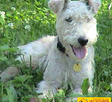 湖畔梗的性格 该犬的性格非常开朗