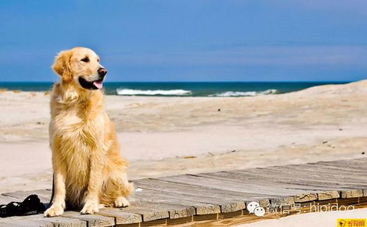 让狗狗学会独处的几个方法