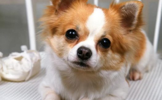 如何缓解狗狗的分离焦虑症