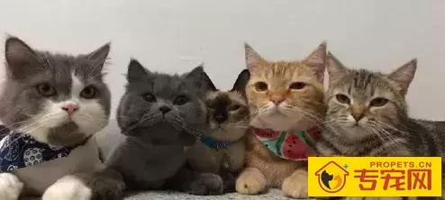 当蓝白、蓝猫、橘猫、狸花、暹罗猫一起拍照,最心机的竟然是它…