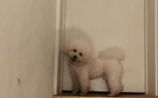 带狗子逛了趟超市,回来才发现,这货竟是个小毛贼!