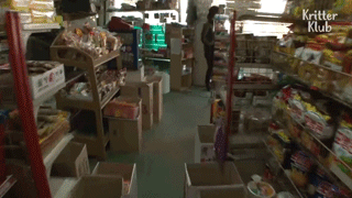 猫闯进别人店,还把店里的狗赶出去,原来另有目的!