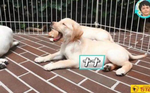 导盲犬的小知识