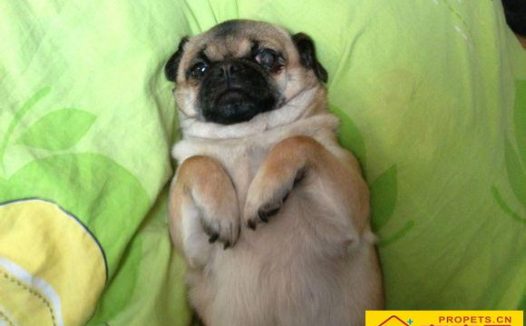 怎么看巴哥犬纯不纯 需要从它的体型特征来辨别