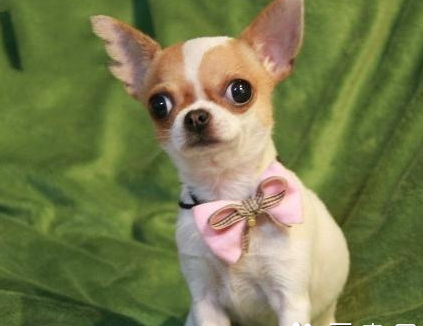 哪种小型犬最聪明 常见的品种有很多