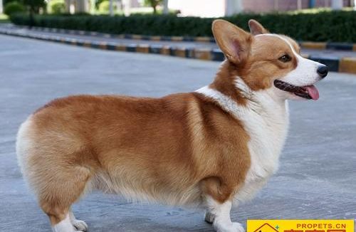 柯基犬聪明吗 短腿萌宠很可爱