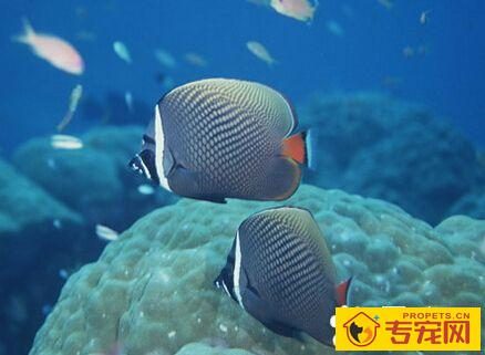 草缸养什么鱼 鱼的生活习性对环境的要求