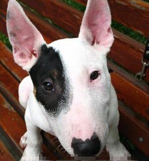 牛头梗聪明吗 智商排名第66位