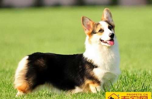 柯基犬能长多大 标准身材体形