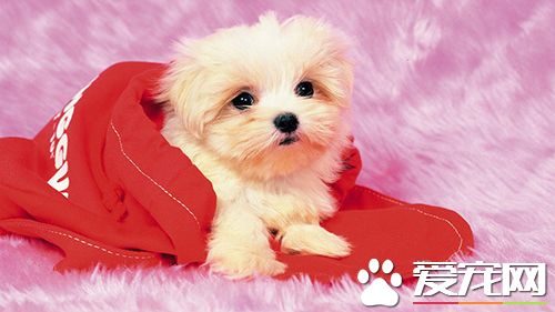 上班族怎么养好狗狗 上班族养狗知识汇总