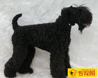 凯利蓝梗的性格 该犬具有独特的脾性