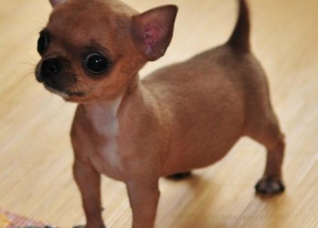 袖珍犬多少钱 特点是体形娇小