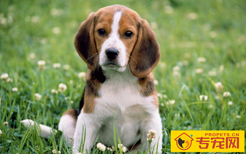 买什么狗好 最好选择和自己性格合适的狗