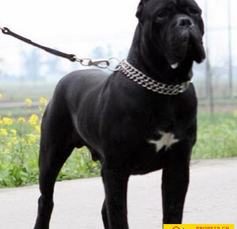 卡斯罗犬聪明吗 它自信而且充满警惕