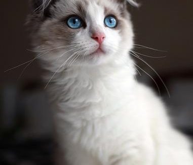 布偶猫的由来 识别布偶的有效方法