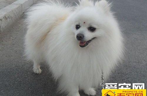 博美犬聪明吗 会对主人撒娇的狗狗