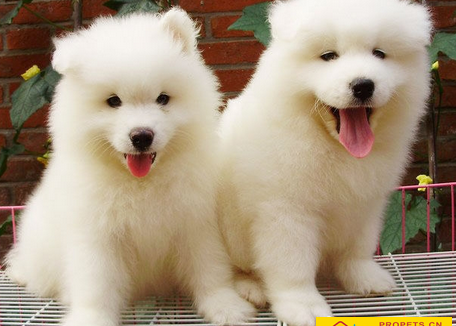 狗狗一天拉几次屎 看排泄物是否正常