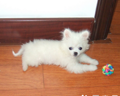 什么小型犬最可爱 狗狗都有不同的特点