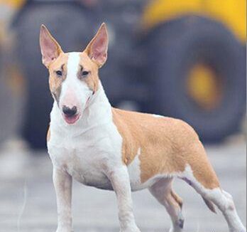 牛头梗打架 对人来说性格还是比较温顺