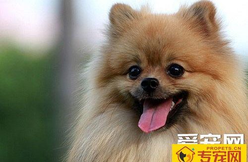 博美犬好还是泰迪犬好 性格上去分析