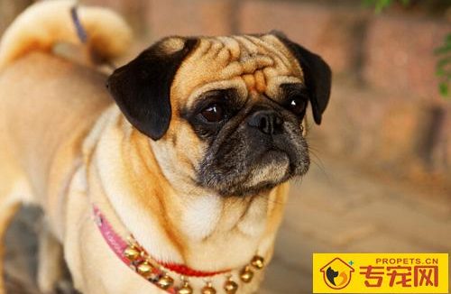 成年狗狗一天尿几次 小便的次数不一定