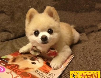 俊介犬聪明吗 非常聪明而且活泼的狗