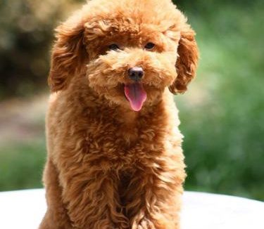 泰迪犬的寿命 照顾得好可延长寿命