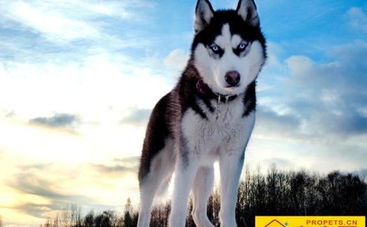 白活了！看了专家的讲解才知道哈士奇分为多种！最后一种令人落泪