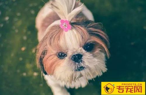 夏季要把小狗毛剃光才凉爽？这将会会损害到汪星人肌肤和身心健康！