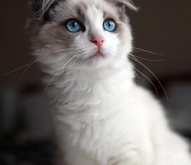 布偶猫怎么养 一种非常粘人的猫咪