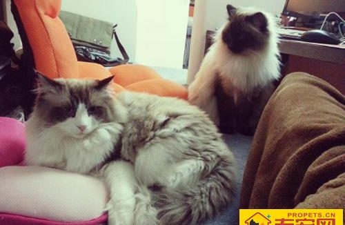 布偶猫介绍 大而美丽的蓝色眼睛