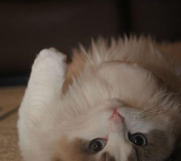 布偶猫的颜色 较适宜室内饲养的猫咪