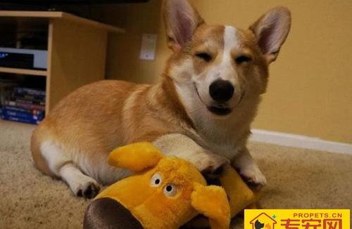 柯基犬的智商 各种狗狗的智商排名