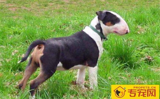 如何饲养一只巴斯特牛头梗？这3方面需要我们注意下