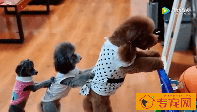 这视频火了，3只狗狗欢乐多啊，不料下一幕这反应太搞笑了！