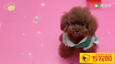 泰迪艾米听主人说家里要来客人，竟主动要去门外迎接，萌爆了