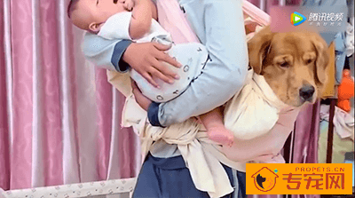 看见主人对小主人呵护有加 金毛轮胎竟然吃醋了 这波操作好搞笑