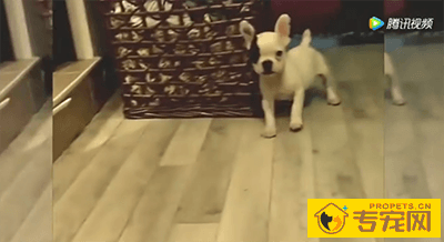 狗狗搞笑视频，笑掉大牙，尽量不要笑哦！