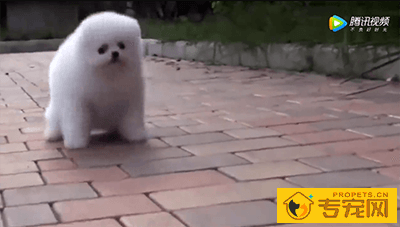 史上最萌最可爱的狗狗搞笑视频，难得一见这么可爱的狗狗！