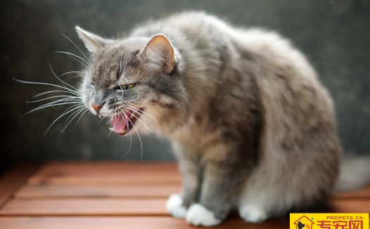 猫咪咳嗽?原因可能没你想得那么简单!