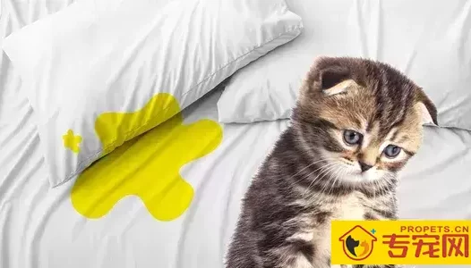 猫咪为什么乱尿?原因竟然是这些。。。