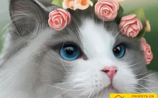 养猫界仙女“布偶猫”的6个困扰
