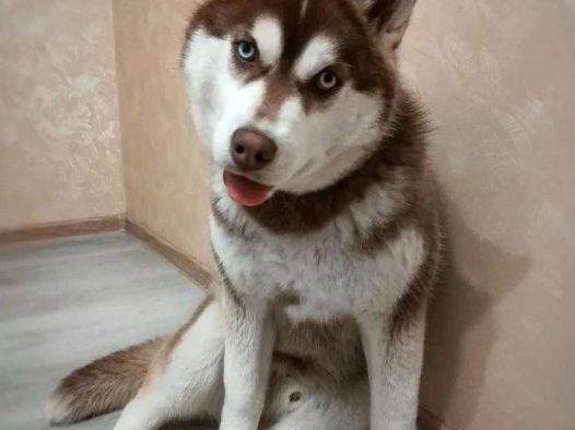 为什么爸妈养的二哈不拆家？