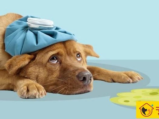 这一份权威狗狗呕吐指南请你收下