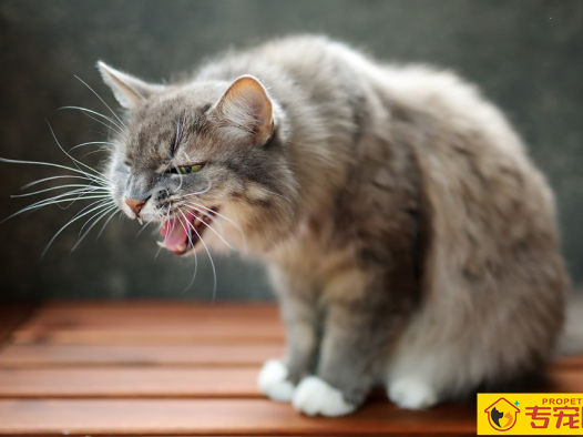 猫咪咳嗽？原因可能没你想得那么简单！