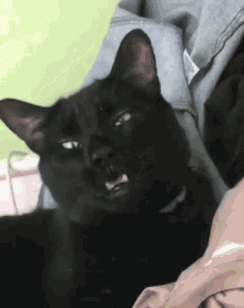 我家猫总打喷嚏,这是感冒了吗?