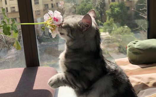 要给宠猫洗澡吗？应该怎么洗？